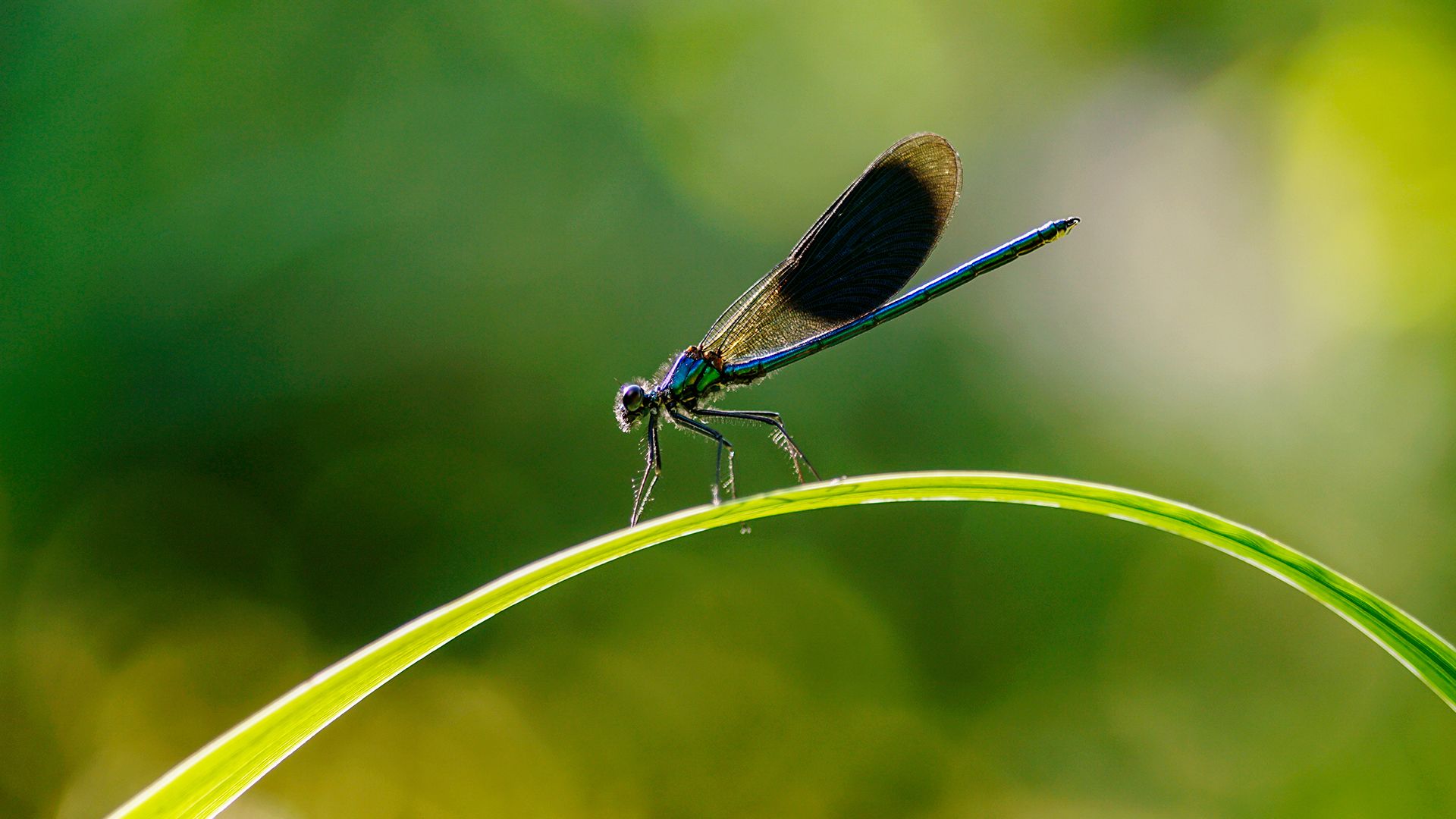 Gebänderte Prachtlibelle auf dem Waffenplatz Chamblon