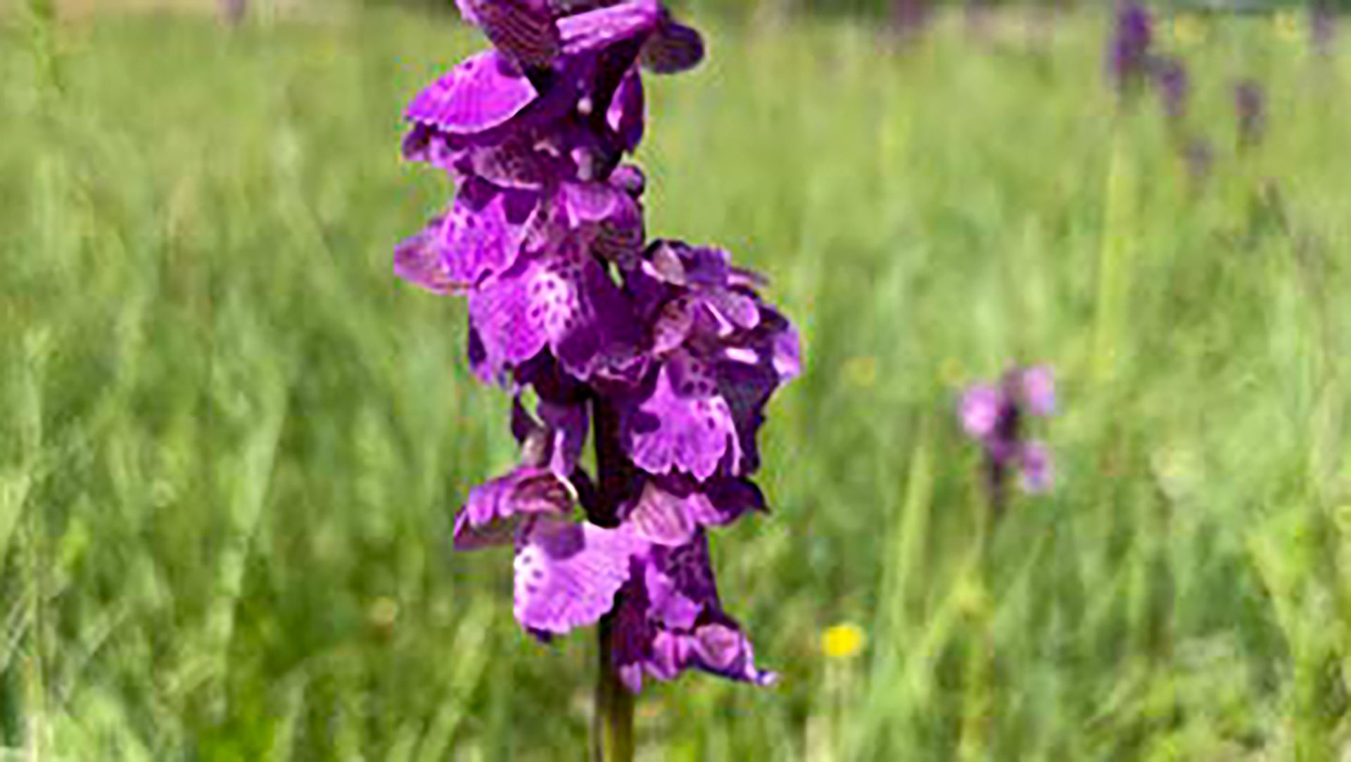 Naturschutzgebiet Walenstadt, Schiessplätze Paschga und See