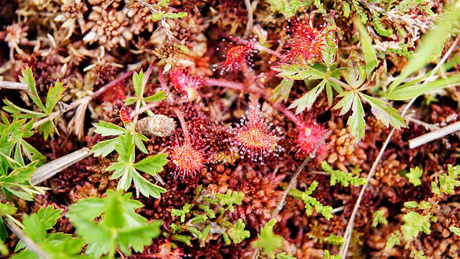 Das VBS erfasst und erhält die Vielfalt der Arten und ihrer Lebensräume auf den eigenen Arealen und fördert sie, wo dies verhältnismässig ist.