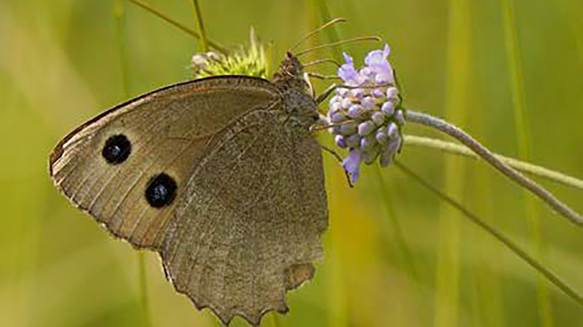 Naturschutzgebiet Walenstadt, Schiessplätze Paschga und See