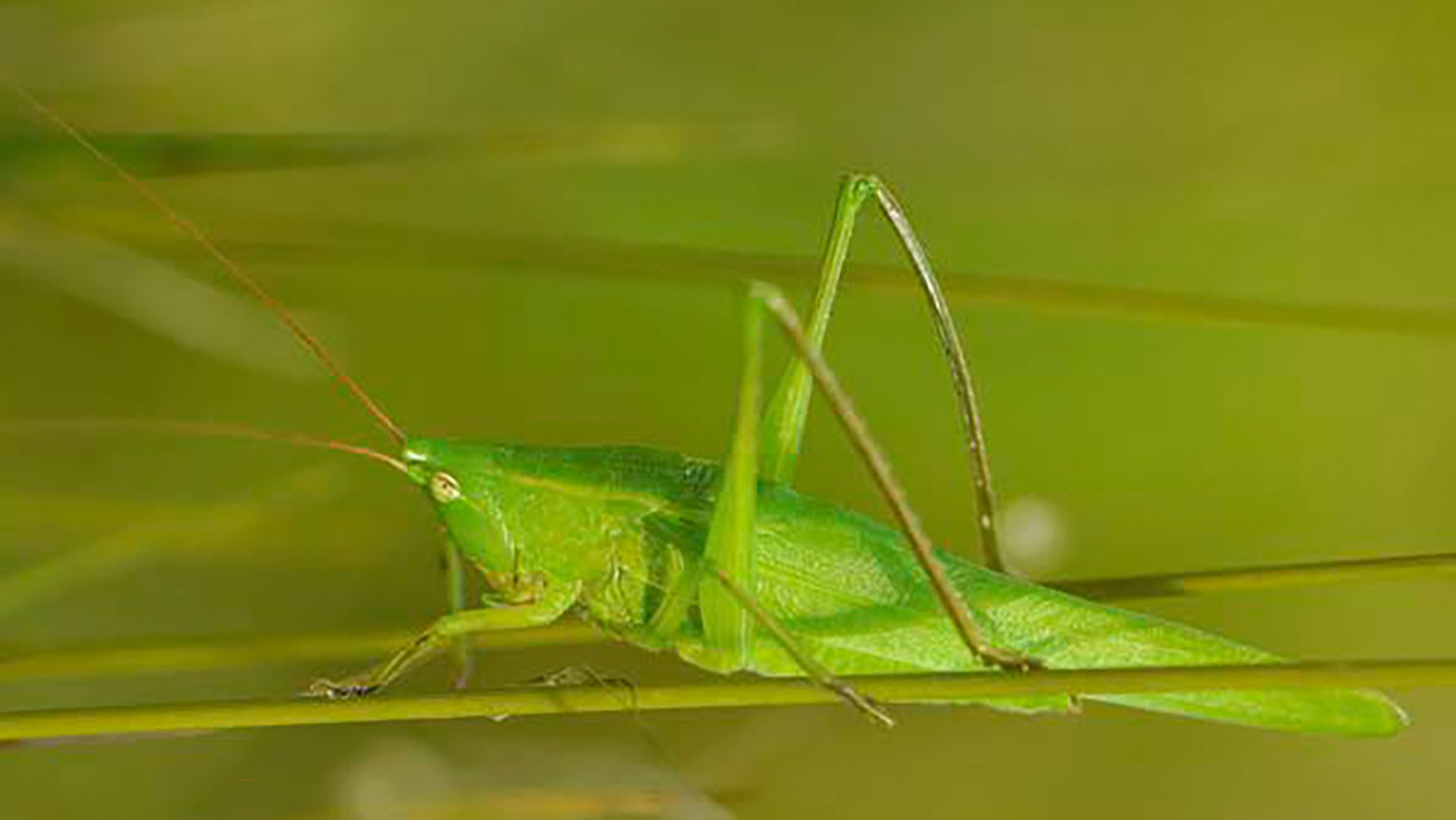 Naturschutzgebiet Walenstadt, Schiessplätze Paschga und See