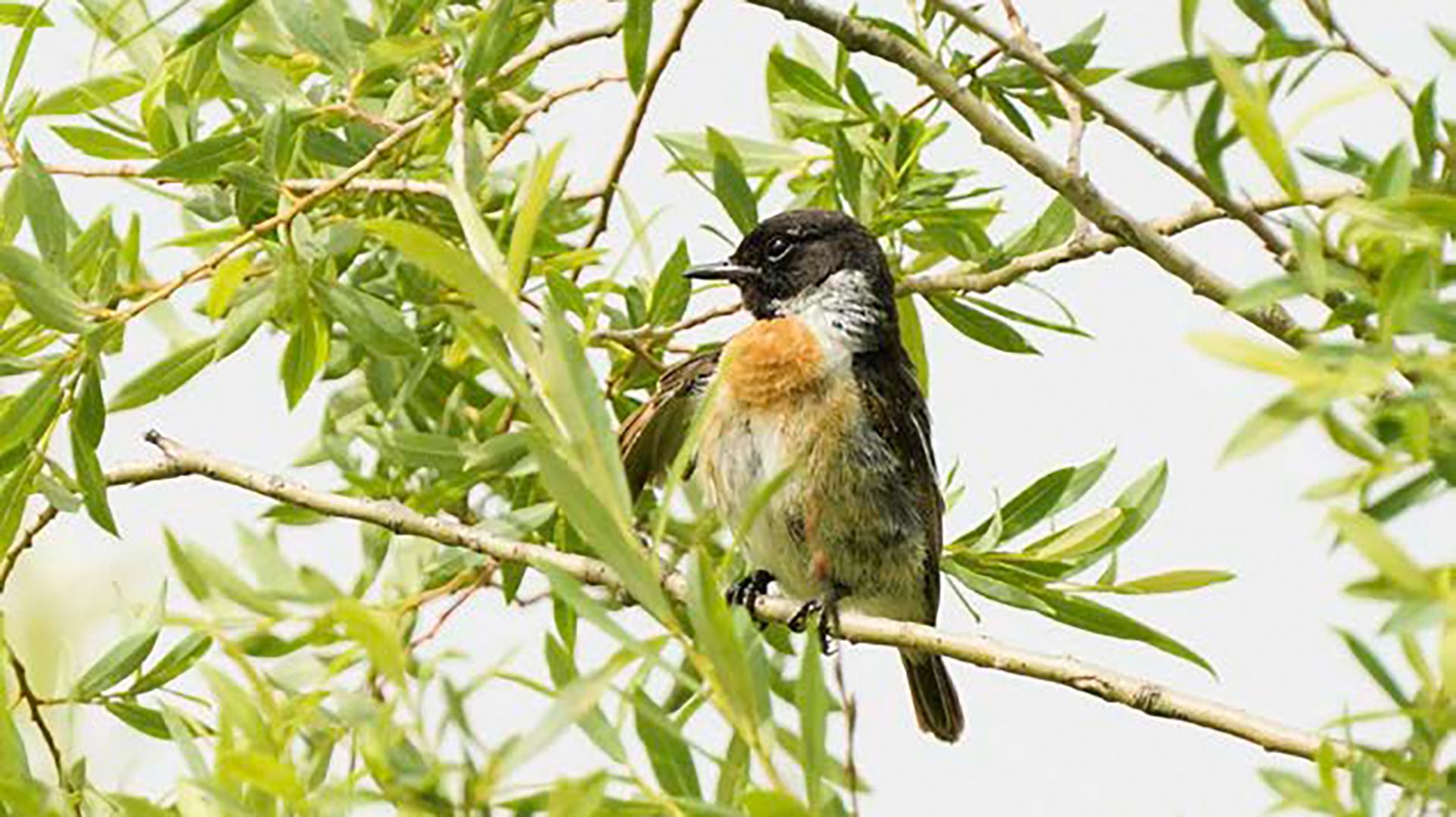 Naturschutzgebiet Walenstadt, Schiessplätze Paschga und See