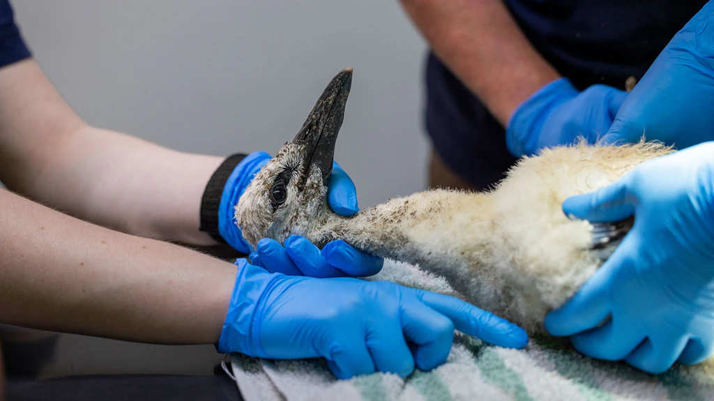 Ein junger Storch wird in der Wildstation Landshut gepflegt (freies Projekt). 
