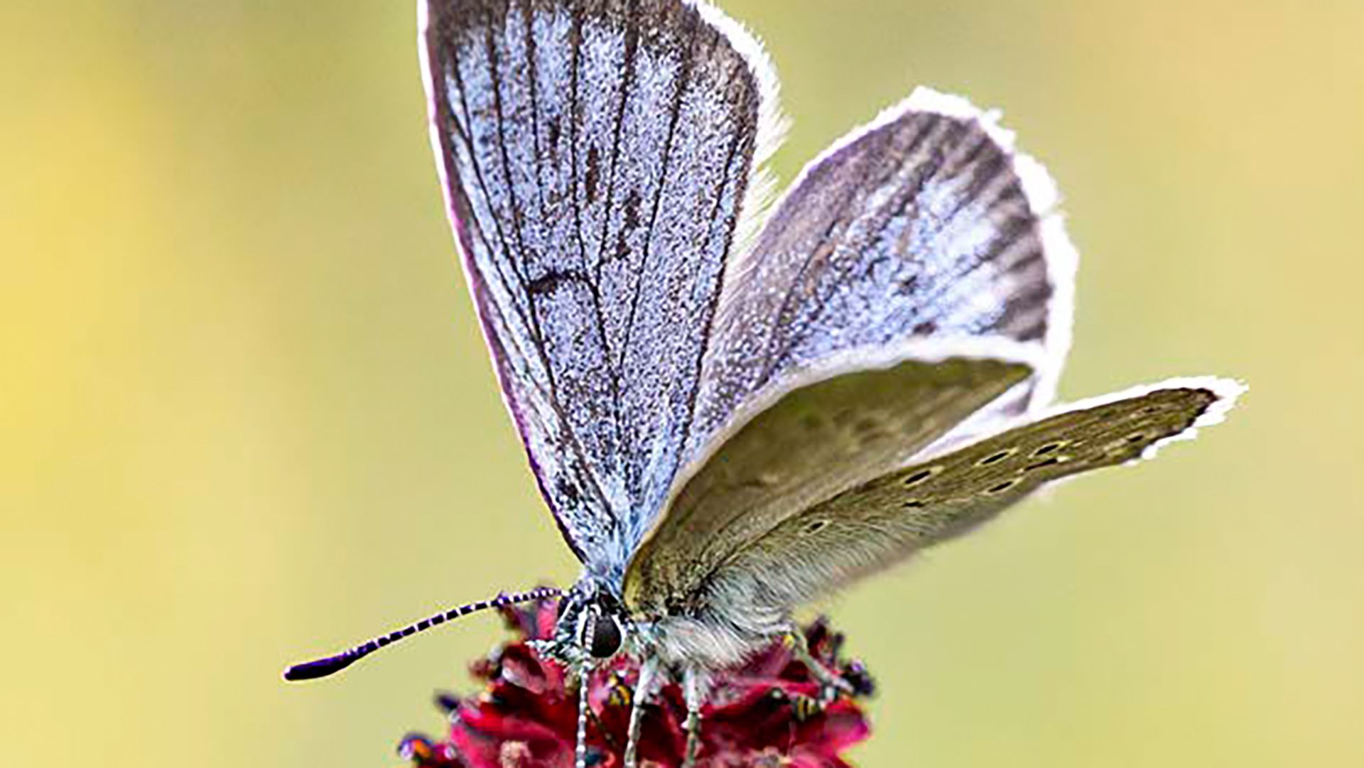 Heller Wiesenknopf-Ameisenbläuling