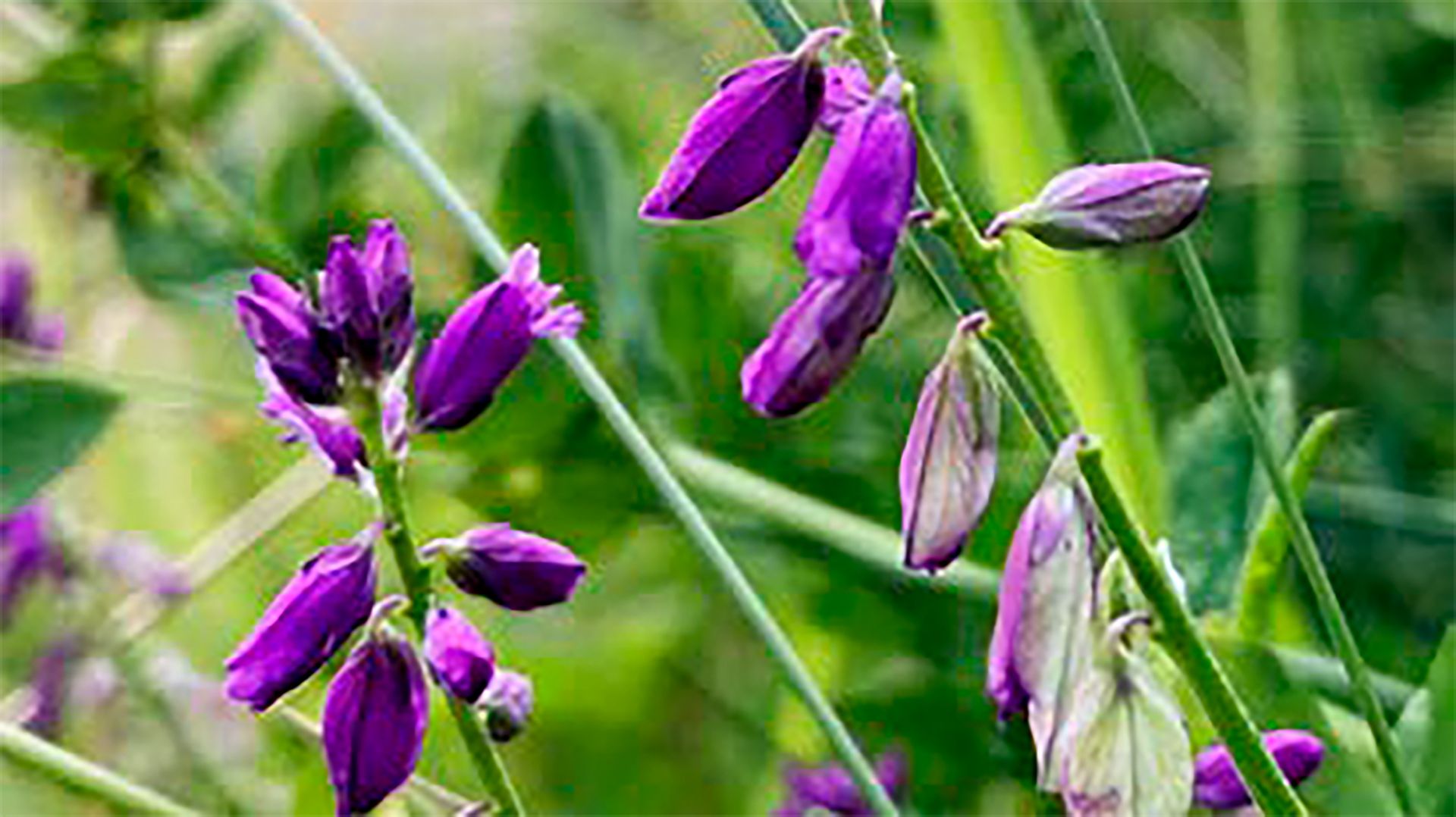 Das VBS erfasst und erhält die Vielfalt der Arten und ihrer Lebensräume auf den eigenen Arealen und fördert sie, wo dies verhältnismässig ist.