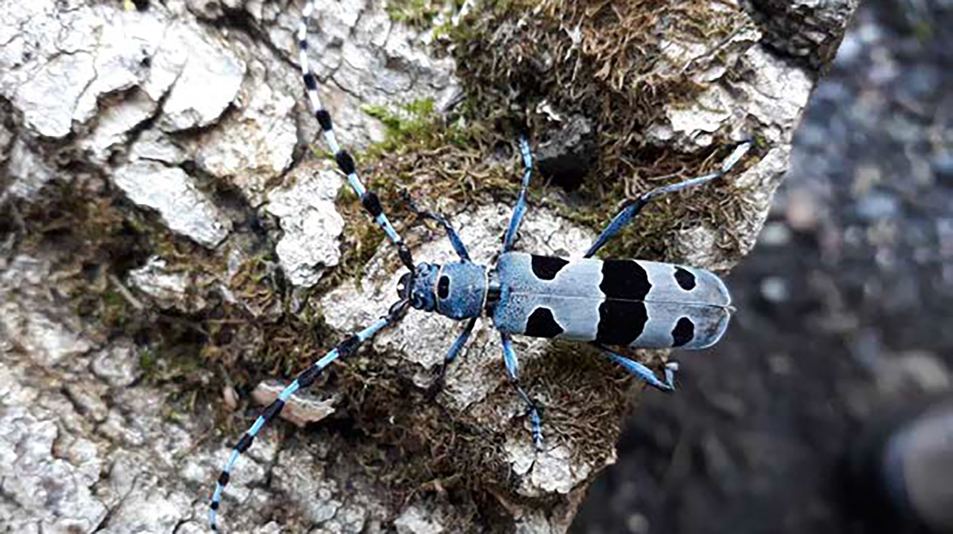 Naturschutzgebiet Walenstadt, Schiessplätze Paschga und See