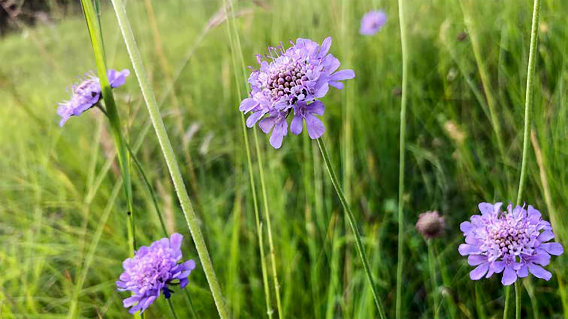 Das VBS erfasst und erhält die Vielfalt der Arten und ihrer Lebensräume auf den eigenen Arealen und fördert sie, wo dies verhältnismässig ist.