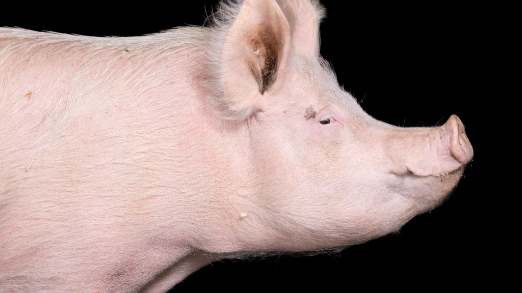 Le porcelet Paige dans un refuge pour animaux (projet libre). 